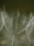 Buy A Close View of a Dandelion Seed at AllPosters.com