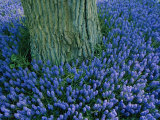 Buy The Base of a Tree Trunk is Surrounded by Lavender Muscari Inside the Keukenhof Flower Park at AllPosters.com
