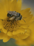 A Bee Gathers Nectar and Pollen from a Yellow Flower