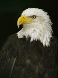 Portrait of an American Bald Eagle