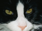 Buy Close View of a Black and White Tabby Cat at AllPosters.com