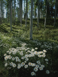 Buy A Cluster of Daisies and Aspen Trees Outside of Telluride, Colorado at AllPosters.com