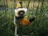 Diademed Sifaka Lemur