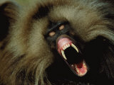 A Male Gelada Baboon Bares His Fangs