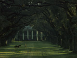 A Man Leads His Horse at Oak Alley, an Antebellum Sugar Plantation Photographic Print