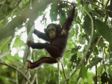 Young Chimpanzee Hangs from a Tree Limb