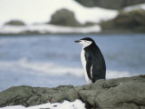 Chinstrap Penguin
