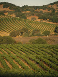 Buy Sonoma County Vineyards, California at AllPosters.com