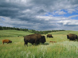 Buy Bison and Their Calves Graze in Custer State Park at AllPosters.com