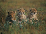 A Portrait of Three African Cheetahs Resting in the Grass