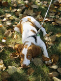 Portrait of a Brittany Spaniel Puppy Lying Among Fallen Autumn Leaves