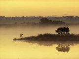 Buy Early Morning Mist Shrouds Black Duck Pond with a Sika Deer at AllPosters.com