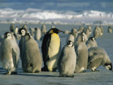 An Adult Emperor Penguin Joins a Group of Juveniles with Downy Coats