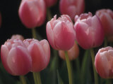 Buy Close View of Tulips Blooming in the Chicago Botanic Garden at AllPosters.com