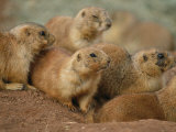 Buy A Group of Prairie Dogs Cluster Around the Entrance to Their Den at AllPosters.com