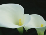 Buy Close View of a Pair of Calla Lilies at AllPosters.com