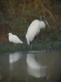 A Wood Stork and a Snowy Egret Standing at Waters Edge