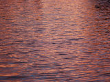 Buy A Bright Pink Sunrise Reflects on the Rippling Water in Florida at AllPosters.com