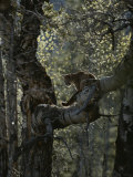 Mountain Lion Climbs up onto a Tree Limb