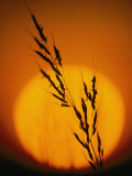 Indian Grass against a Sunset Sky at Audubon Prairie in Minnesota