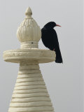 A Blackbird Perches on a Chorten, a Tibetan Stupa