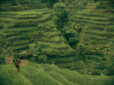 Buy A Farmer Walks Past Terraced Rice Fields on Bali at AllPosters.com