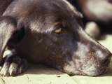 Black Lab Lounges in the Afternoon Sun
