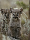 Pair of Eight-Week-Old Cougar Kittens