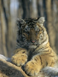 Portrait of a Young Male Siberian Tiger; Raised in Russia and Now Lives in the Minnesota Zoo