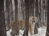 Buy A Gaping Grimace Allows a Siberian Tiger to Take in Scents at AllPosters.com