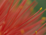 A Close View of a Fireball Lily Flower