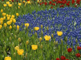 A Garden of Colorful Tulips and Grape Hyacinths in New York City