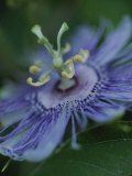 Close View of a Passion Flower on Cumberland Island