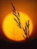 Buy Indian Grass against a Sunset Sky at Audubon Prairie in Minnesota at AllPosters.com