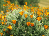 California Poppies Surround a Prickly Pear Cactus