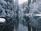 Snow-Covered Trees Reflected on the Surface of the Merced River