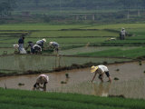 Rice Farmers in Paddies, Guangxi, China