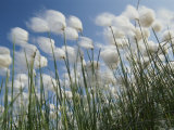 Plant Pods Blowing in the Wind, Yukon Territory