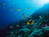 Anemonefish on a Manra Reef