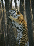 A Male Siberian Tiger Scales a Tree to Reach the Skin of a Wild Boar