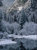 Snow-Covered Trees Reflected on the Surface of the Merced River