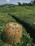 Tea Plantations Covering the Hills Near Mount Kenya
