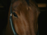 Buy Close View of the Head of a Bay Horse at AllPosters.com