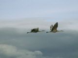 Pair of Sandhill Cranes in Flight