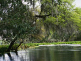 Spanish Moss Fills Tree Branches Overhanging a Waterway