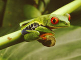 A Red-Eyed Frog Perches on a Stem of a Plant