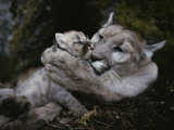 Mother Mountain Lion, Felis Concolor, Grooms a Two-Week-Old Kitten