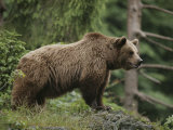 Buy Portrait of a Brown Bear at AllPosters.com