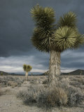 Stormy Clouds Brew over the Mojave Desert and Beaked Yucca Plants
