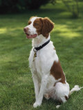 Portrait of a Brittany Spaniel
